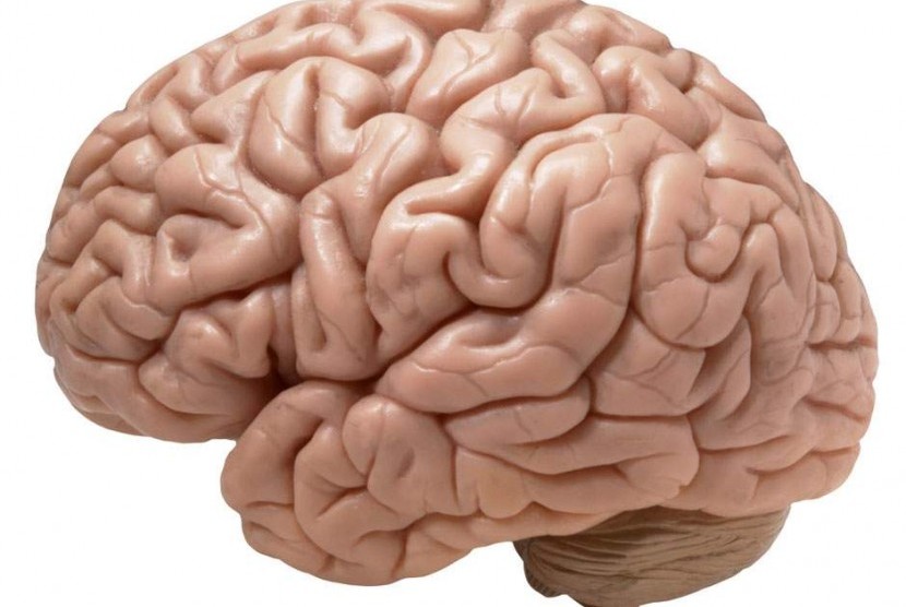 Gambar otak manusia