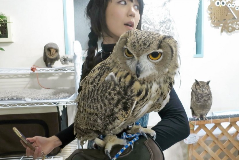 Owl Cafe Jepang 