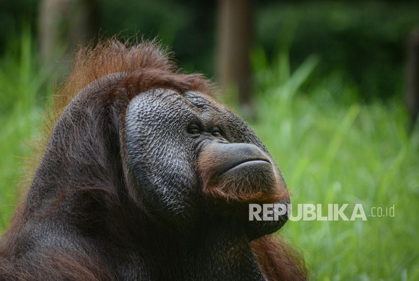 Ozon (22) orang utan Kalimantan (Pongo Pygmaeus) yang saat ini viral akibat pengunjung memberikan rokok, beraktivitas di Kebun Binatang, Bandung, Jawa Barat, Kamis (8/3). 