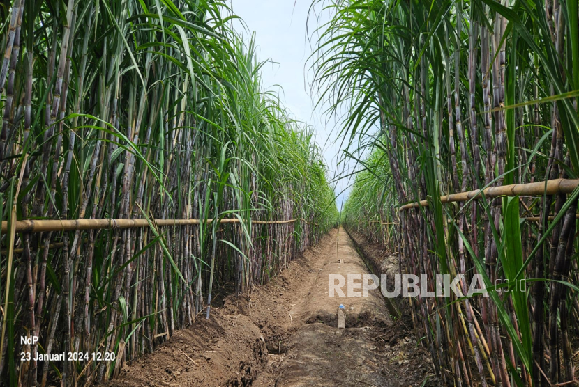 Pabrik akan disertai modernisasi teknologi agar lebih efisien dan produktif.