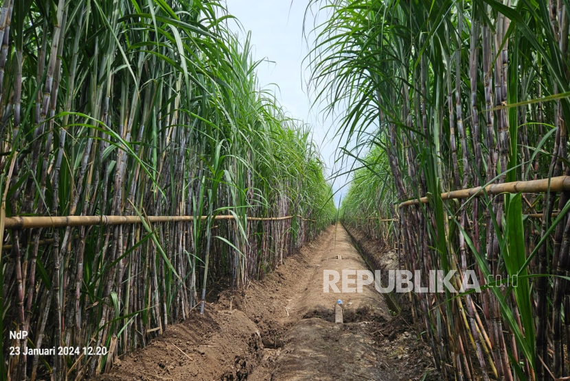 Pabrik Gula Djatiroto sebelumnya dikelola oleh PTPN XI yang menjalankan program peningkatan kapasitas dan modernisasi pabrik gula dengan perusahaan KSO Hutama-Eurrosiatic-Uttam sebagai pelaksana proyek atau Engineering, Procurement, Construction, and Commissioning (EPCC).