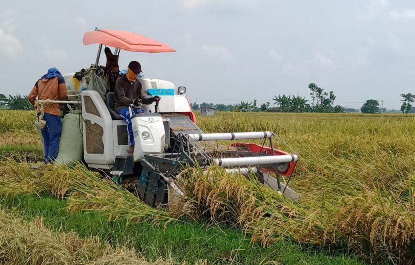 Pada bulan Maret 2020 telah dilaksanakan beberapa kali panen dan ubinan padi varietas Inpari 42 dengan menggunakan teknik Combine Harvester di Kecamatan Ambal. Dari hasil panen padi tersebut dan diperoleh rata-rata hasil panen sebanyak 10,35 ton per hektar. 