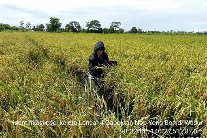 Padi Rawa di Merauke.