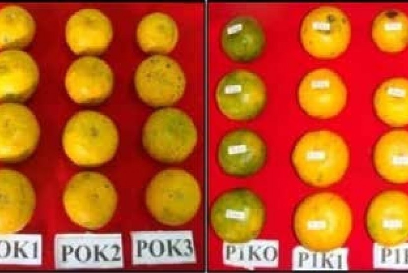 Pakar dari IPB meneliti pembentukan warna jingga pada jeruk siam.