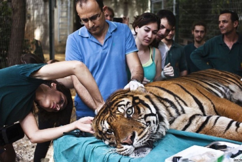 Pakar pengobatan alternatif, Mor Mosinzon (kiri) memeriksa Pedang, harimau Sumatra yang menderita infeksi telinga, di Taman Safari Ramat Gan dekat Tel Aviv, Israel 