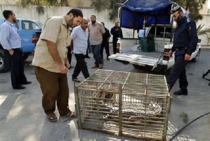 Palestinians look at a crocodile in a cage at a Hamas police station in the northern Gaza Strip November 6, 2012.   