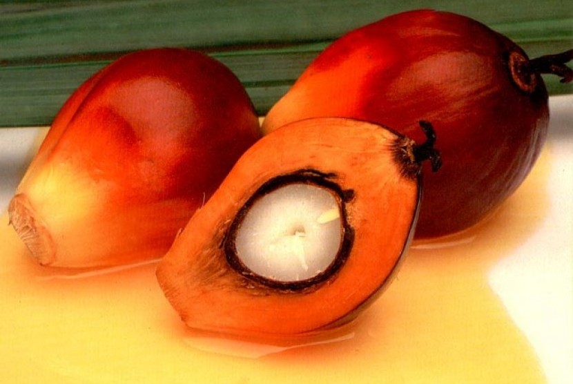 Palm oil fruit (illustration)  