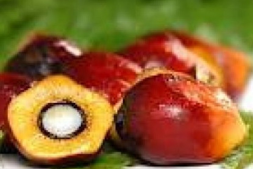Palm oil fruit (Illustration)
