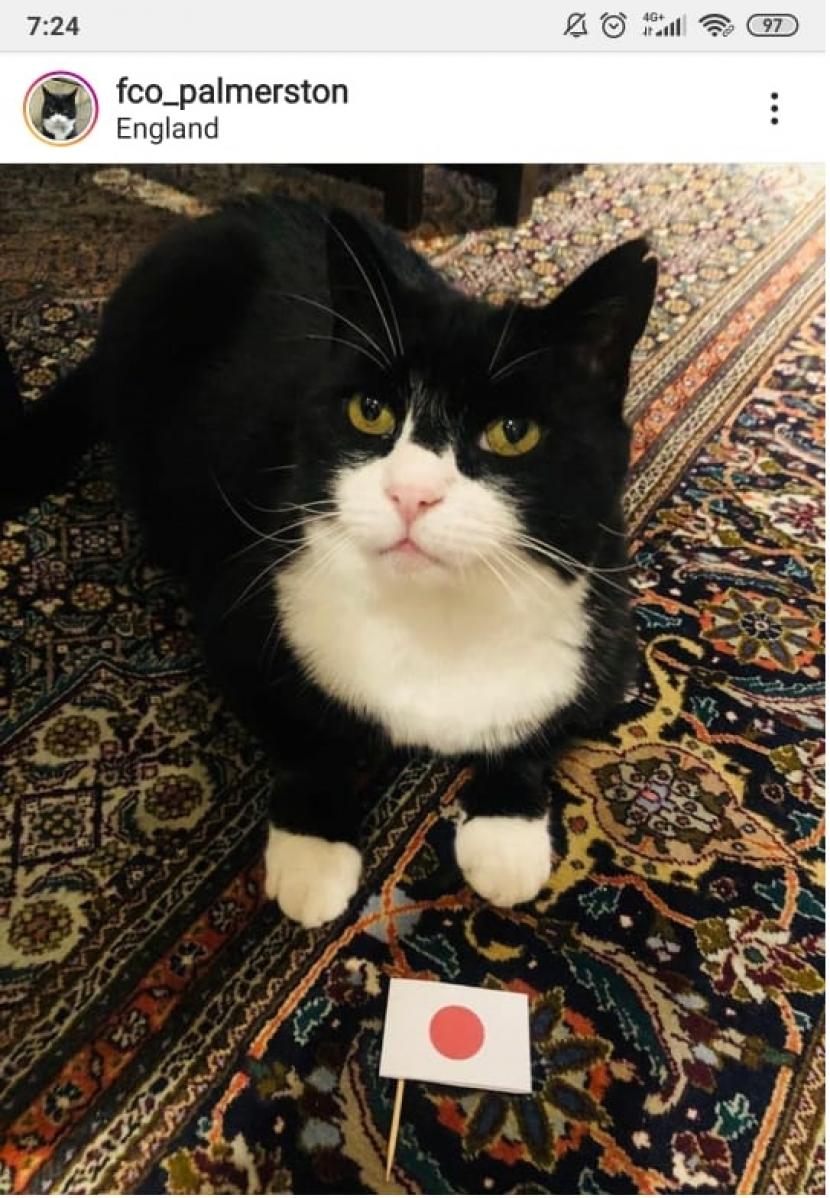 Palmerston, seekor kucing yang tinggal selama 4,5 tahun di Kantor Kemenlu Inggris.