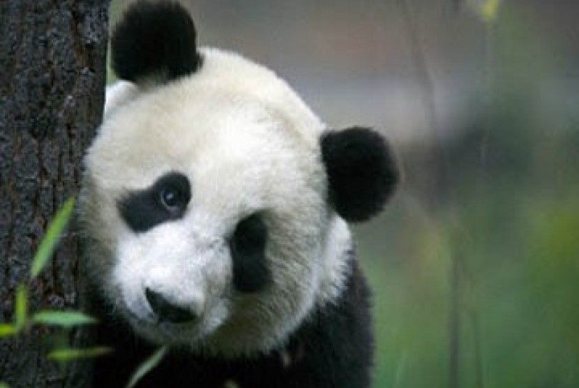 panda (ilustrasi)