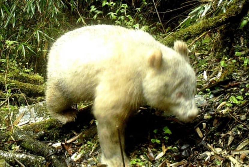 Panda albino tertangkap kamera pertama kali di dunia di Cagar alam nasional Wolong di Provinsi Sichuan, Cina. 
