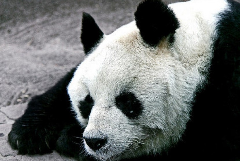 Panda Bao Bao saat masih hidup di Kebun Binatang Berlin