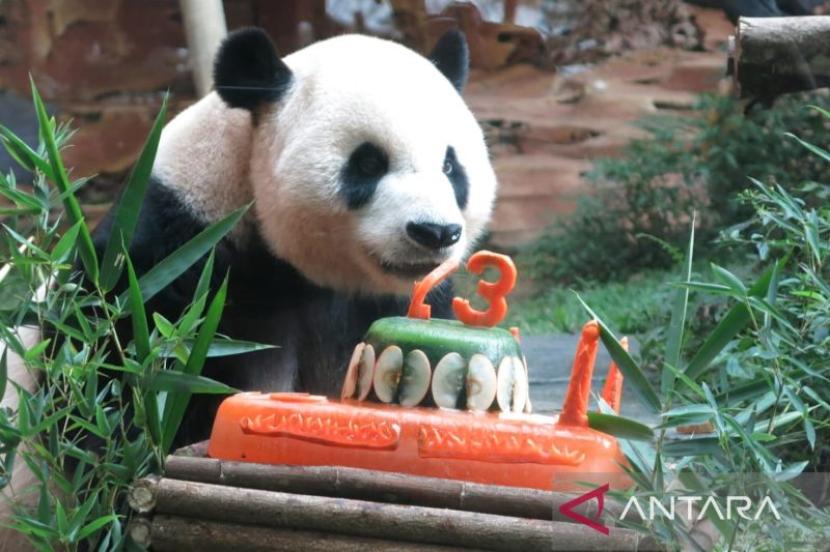 Panda Cai Tao mendapat hadiah es balok berbentuk kue pada acara ulang tahun ke-13 tahun di Istana Panda Taman Safari Indonesia, Cisarua, Kabupaten Bogor, Provinsi Jawa Barat, Sabtu (5/8/2023).