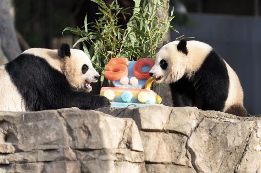 Panda di National Zoo melahap kue es pada peringatan 50 tahun kebun binatang.