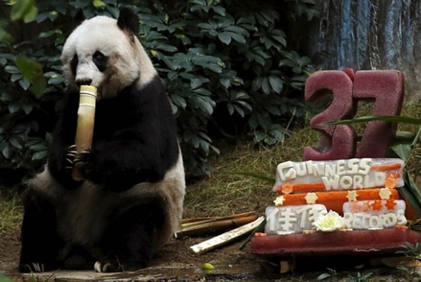 Panda Jia Jia rayakan ulang tahun ke-37