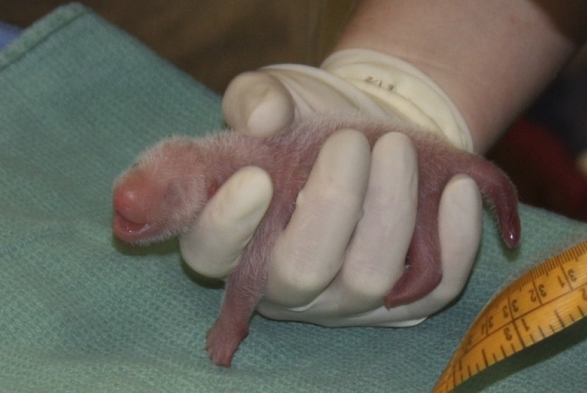 Panda Mei Xiang melahirkan anak kembar di kebun binatang di Washington DC AS, bayi tersebut merupakan hasil inseminasi.