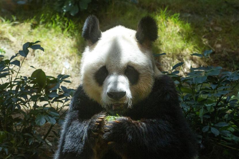 Sepasang panda raksasa yang dikirim sebagai hadiah dari China tiba di Qatar pada Rabu (19/10/2022). 