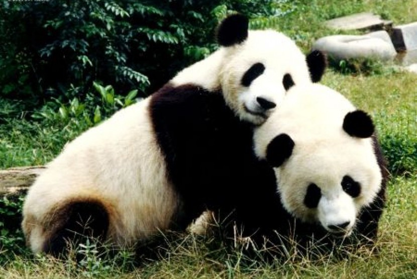 Panda raksasa Cina (ilustrasi)