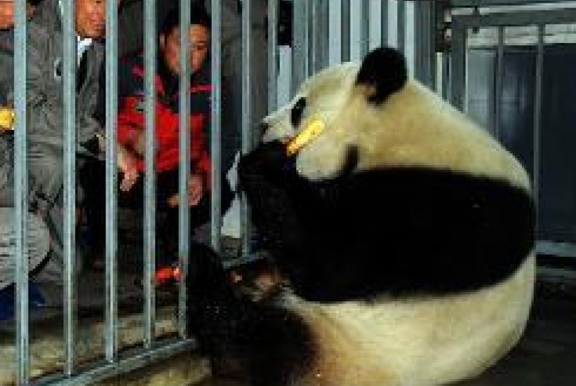 Panda raksasa Cina ketika baru tiba di Belgia.
