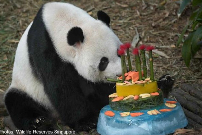Panda raksasa Kai Kai merayakan ulang tahun bersama panda betina Jia Jia di Kebun Binatang Singapura.