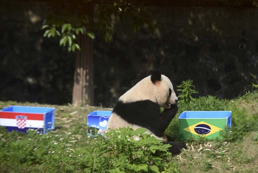 Panda raksasa Ying Mei duduk di samping kotak makanan dengan bendera Brasil di atasnya, dalam sebuah acara yang disebut 