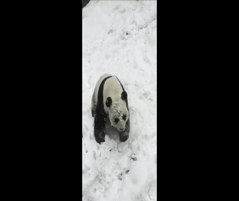 Panda tengah bermain salju di Shennongjia, Hubei,China