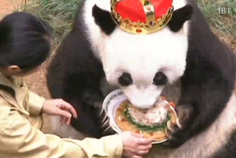 Panda tertua dunia bernama Basi merayakan ulang tahun ke 35
