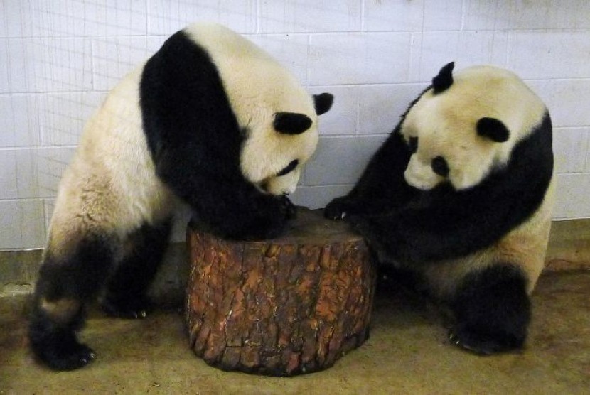 Panda Wang Wang dan Fu Ni di Kebun Binatang Adelaide, Australia sekali lagi menarik perhatian politik.  
