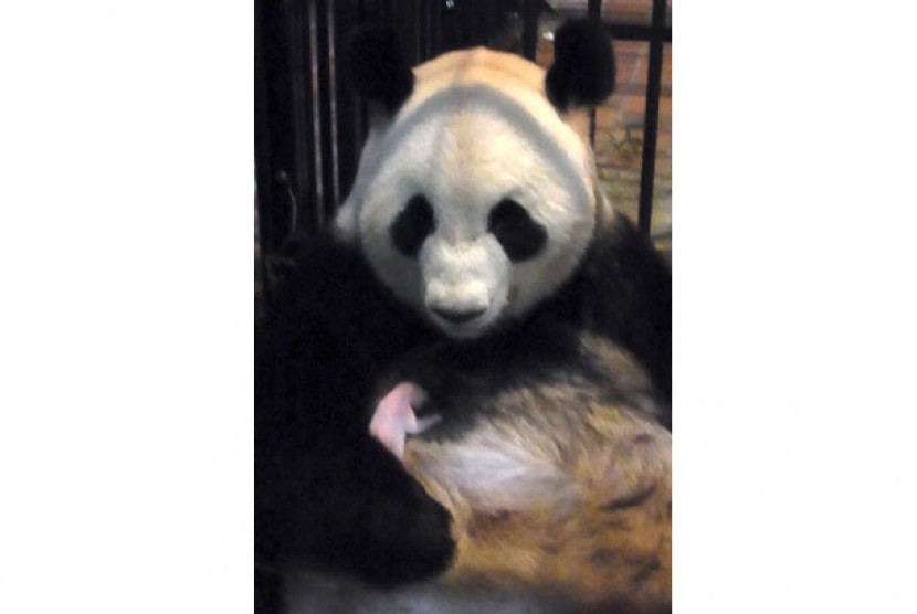 Panda yang melahirkan bersama bayinya di Ueno Zoological Park Society, Tokyo, Jepang.