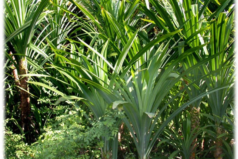 Sejumlah Tumbuhan Indonesia Dikembangkan untuk Bioprospek 
