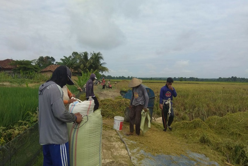 Pandemi Covid-19 atau dikenal virus corona yang melanda Indonesia saat ini tidak menyurutkan para petani padi dan jagung di Kabupaten Ogan Komering Ulu (OKU) untuk melakukan panen raya. Pada sudah dimulai dari bulan Februari hingga bulan Mei 2020.