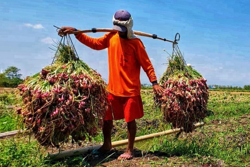 Panen bawang merah di sejumlah sentra bawang merah