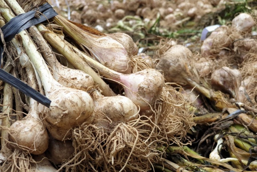 Potensi Lahan Bawang Putih di Pasuruan 3.000 Hektare  Republika Online