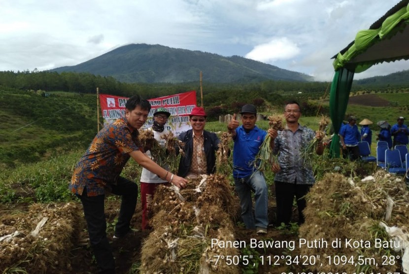 Panen bawang putih di Kota Batu, Jawa Timur.