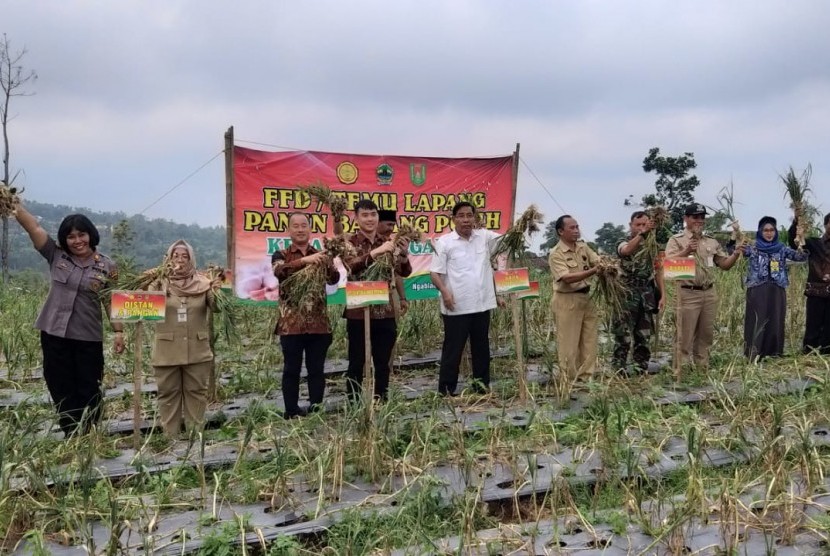 Panen bawang putih di Magelang