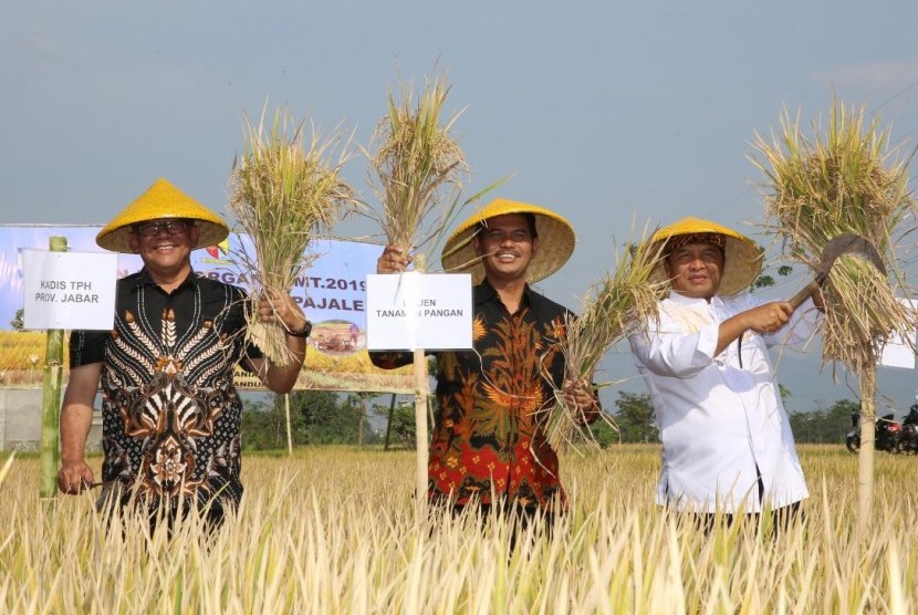 Panen beras organik di Kabupaten Bandung.