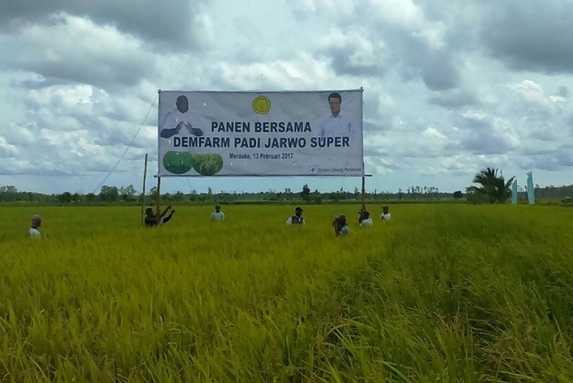 Panen bersama demfarm padi Jarwo Super di Merauke, Papua.