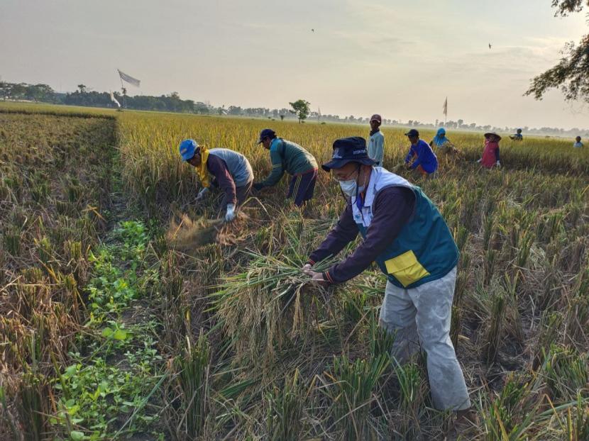 Panen dilakukan oleh Abdul Kohir, salah seorang anggota Kelompok Tani Petani Berdaya Desa Babarujang, Kecamatan Jatitujuh, Kabupaten Majalengka.