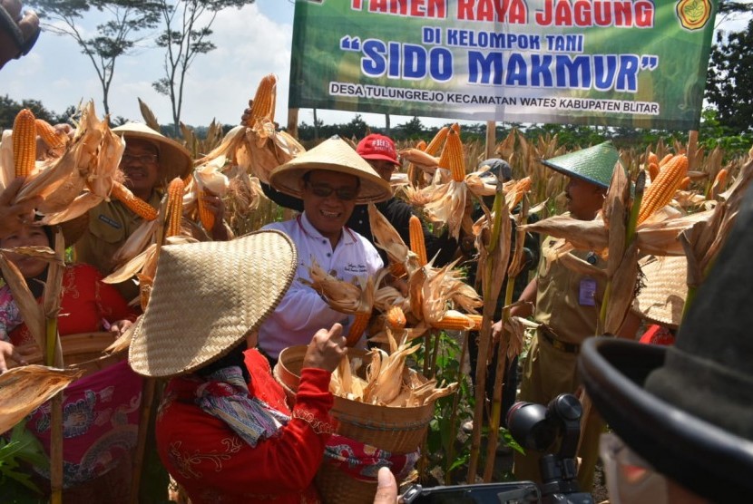 Panen jagung di Blitar, Jawa Timur, Selasa (5/3).