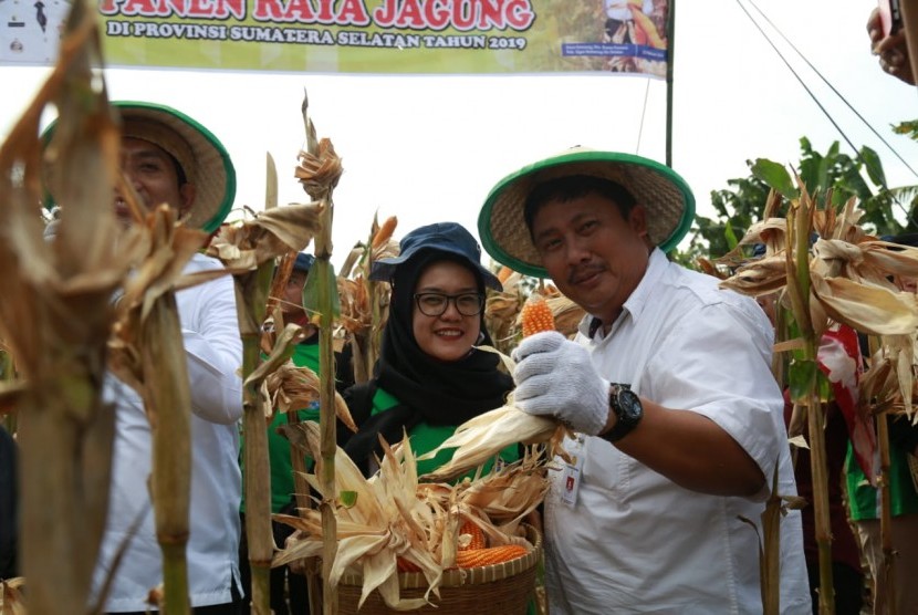 Panen jagung di Ogan Komering Ulu Selatan, Sumatra Selatan.