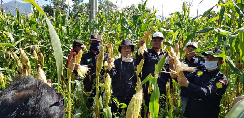 Panen jagung dilakukan di Desa Pangeureunan, Kecamatan Limbangan, Kabupaten Garut, Selasa (14/4).