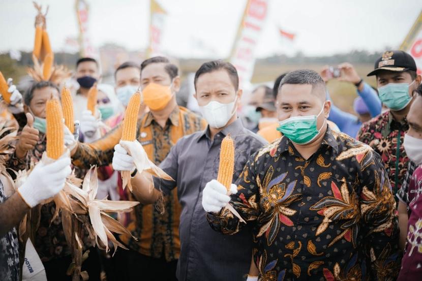 Panen Jagung Hibrida dari Koperasi Koperasi Riau Tani Berkah Sejahtera (RTBS), Kamis (14/1) siang di Rumbai Barat, Pekanbaru, Riau.