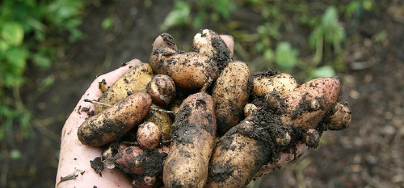 Panen kentang. Ilustrasi