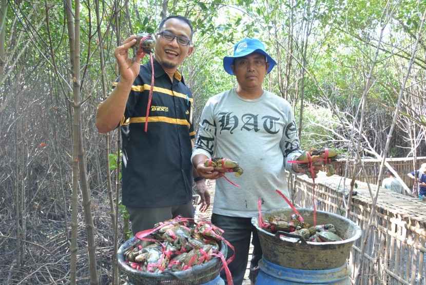 Panen kepiting Kelompok Tani Hutan Mahabarata. 