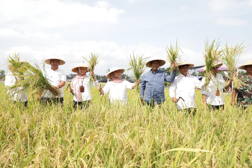  Panen padi beras merah di bulak Malangrejo, Kalurahan Wedomartani, Ngemplak, Sleman, DIY.