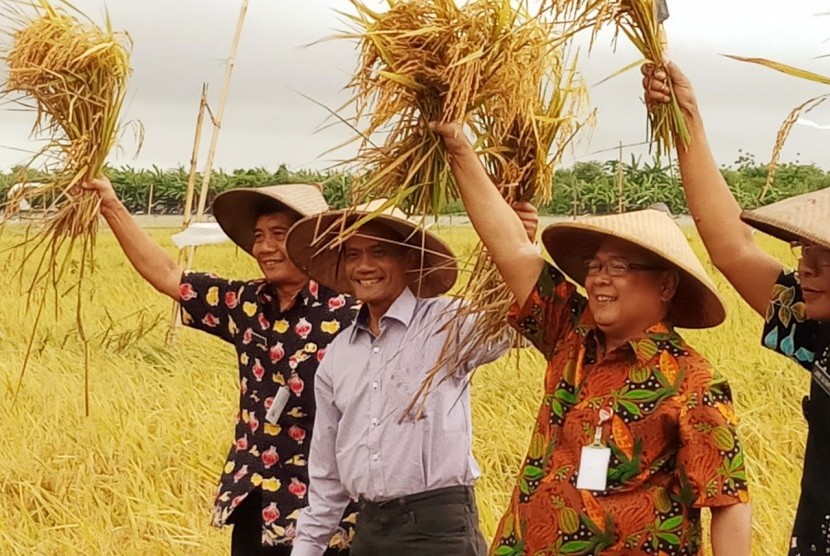Panen padi di Demak, Jawa Tengah.