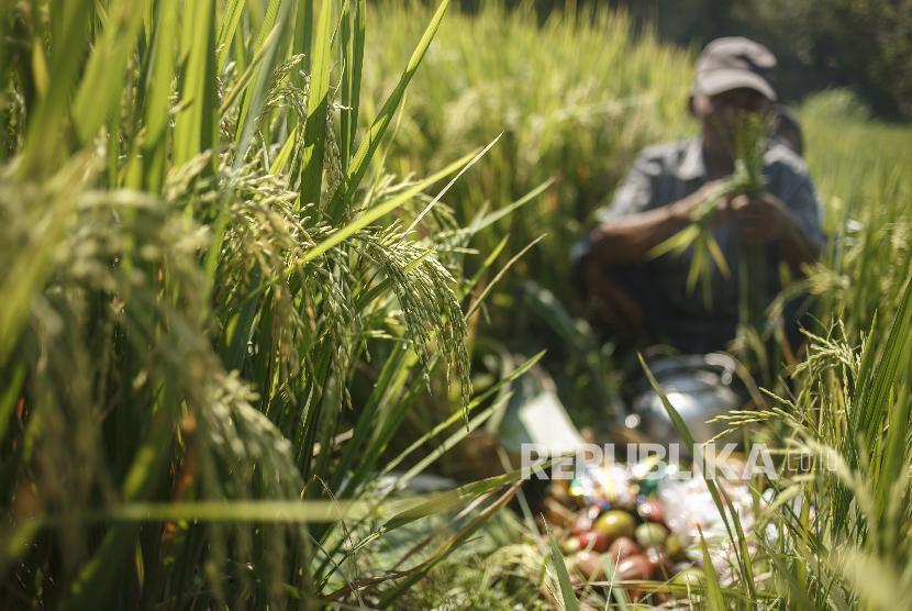 Dinas Pertanian Bangka targetkan produksi padi 9.000 ton. Foto panen padi (ilustrasi)
