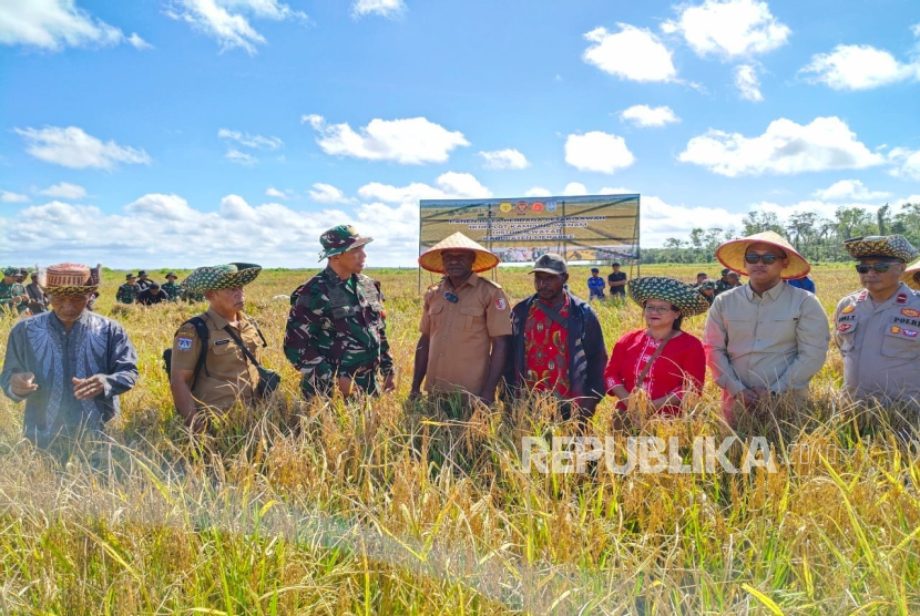 Panen perdana padi di Kampung Wanam, Kabupaten Merauke, Provinsi Papua Selatan, Jumat (16/5/2025).