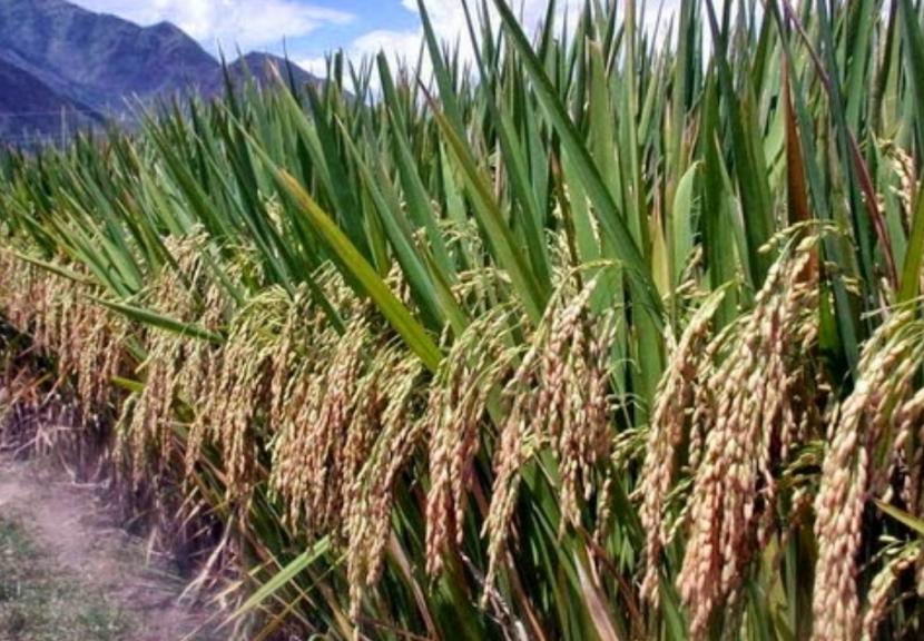 Padi gogo, (ilustrasi). Petani Papua Barat kembangkan padi gogo untuk mengoptimalkan lahan kering.