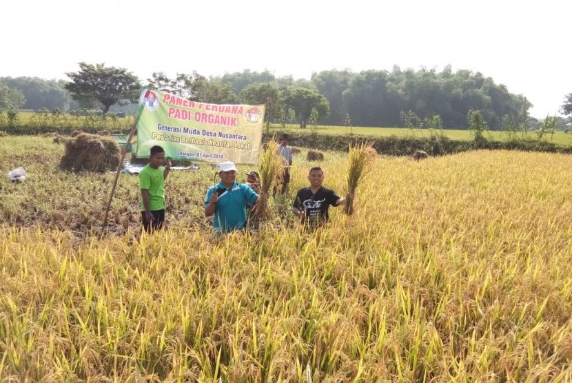 Panen perdana padi organik. Selain menghemat biaya produksi, harga beras organik pun lebih mahal daripada beras pada umumnya.
